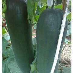 河南郸城铁冠军冬瓜：石槽镇杨培生