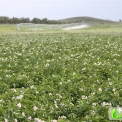 内蒙古太仆寺旗荷兰十五：奥瑞特曹利成