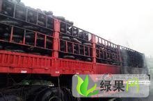 河南中牟子弹头黑皮冬瓜：韩寺镇李爱国