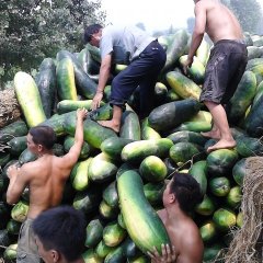 河南修武子弹头黑皮冬瓜：焦作市张文涛