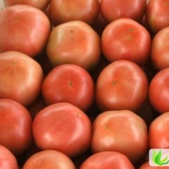 山东东昌府硬粉：沙镇镇钱明