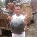 河南扶沟黑皮无籽：尚村岗王兵