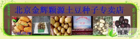 北京农科院最新培育的北京土豆种子