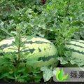 内蒙赤峰翁牛特旗15000吨西瓜 已开始上市