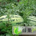 内蒙通辽胡斌，代办西瓜