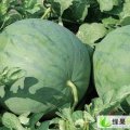 辽宁建平花皮无籽：黑水镇刘小宝