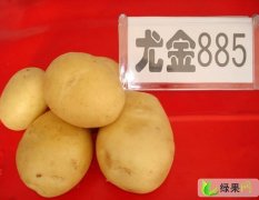 黑龙江宁安尤金885土豆：兰岗镇宁铁龙