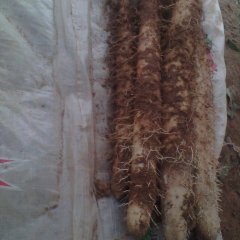 山东泰山白玉山药：邱家店李先生