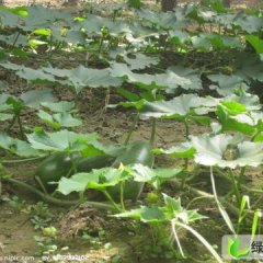 河南黑皮大冬瓜：五龙口李晓晓