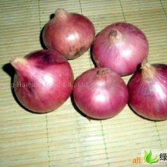 河南卫辉红皮洋葱：下园村张红成