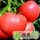 河南商丘西红柿上市了、今日价格0.75元/斤