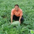 内蒙古科尔沁京欣、冠龙、唐：莫力庙王福