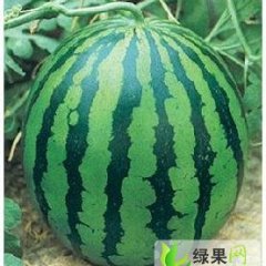 黑龙江省绥化市红旗乡百万亩优质西瓜上市
