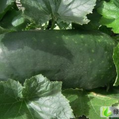 河南通许子弹头黑皮冬瓜：后付闫保安