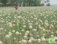 山东鱼台黄皮紫皮洋葱种：陈集洋郑女士