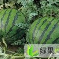 黑龙江北林地雷瓜：红旗乡