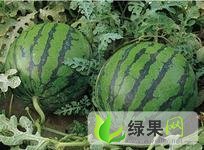 黑龙江北林地雷瓜：红旗乡