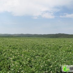 内蒙古太仆寺旗荷兰十五：后房子林先生