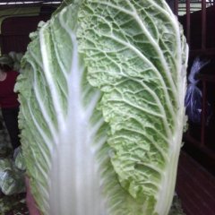 四川旌阳韩国黄心白菜：扬嘉镇周斌