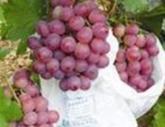 陕西红提基地优质红提葡萄最新上市