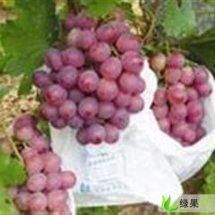 陕西红提基地优质红提葡萄最新上市