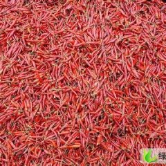 山东金乡三樱椒：卜集镇夏松义