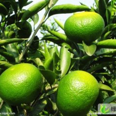 广西龙州龙州普早：先锋农周阿三