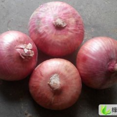 山东单县红皮洋葱：城东八侯先生
