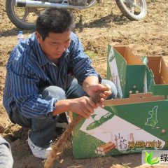 陕西大荔细毛荔参山药：韦林镇胡建峰