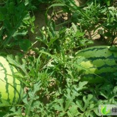 内蒙古翁牛特旗冠龙