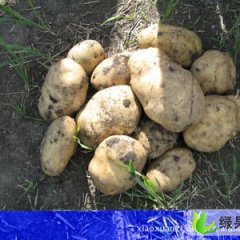 内蒙古察右中旗荷兰十五：宏盘乡张先生