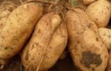 黄皮苏8地瓜（红薯）：（花叶、圆叶）大量上市