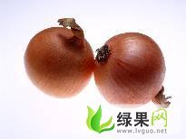 甘肃民勤黄皮洋葱：三雷镇杨军来