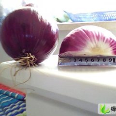 甘肃肃州红皮洋葱：金塔县刘文荣