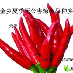 山东金乡新一代朝天椒：马庙殷强壮