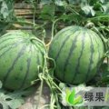 黑龙江北林红旗乡周七：西瓜大量供应