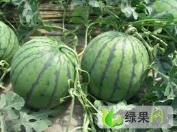 黑龙江北林红旗乡周七：西瓜大量供应