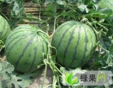 黑龙江北林红旗乡周七：西瓜大量供应