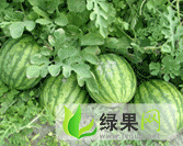 黑龙江北林地雷瓜红旗乡代办张东