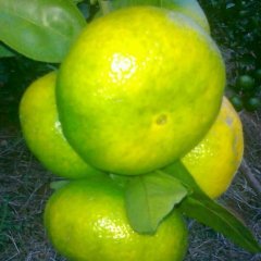 湖南江永迥峰蜜桔：迥龙圩张崇红