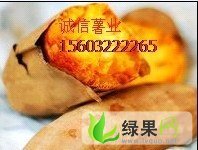 薯类批发红薯批发