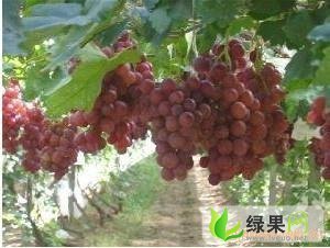 陕西大荔红提：双泉镇李铁牛