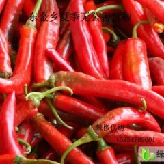 山东金乡线椒.金塔.天宇.艳红6月下旬上市