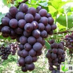 河北柏乡巨峰葡萄：栗现斌