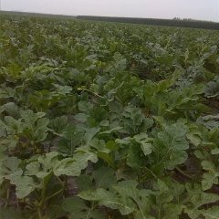 黑龙江五常花皮西瓜：长山乡王辉