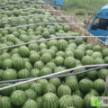 河北清苑京欣：张登刮王