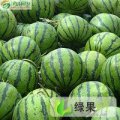 吉林乾安粘玉米，大西瓜！老罗