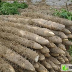 湖北老河口九斤黄山药：王甫州秦