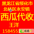黑龙江北林地雷瓜：永安镇王扬