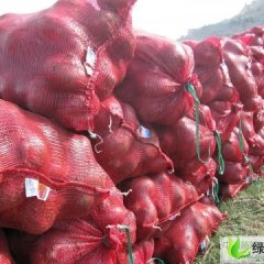 内蒙古九原红皮洋葱：麻池刘保清